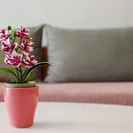 Astoria Rose *